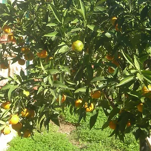Bed & Breakfast Garden